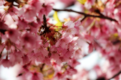sakura saku 3