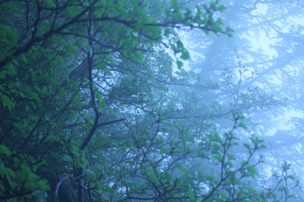 Fog