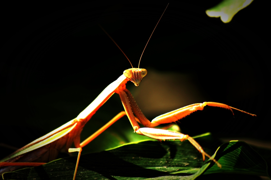 Adult Mantis