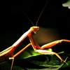 Adult Mantis