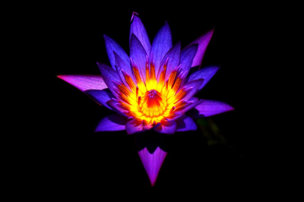 Lotus