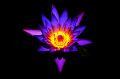 Lotus
