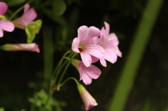 桜色