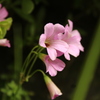 桜色