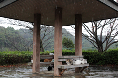 雨宿り