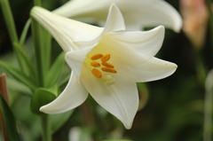 白百合
