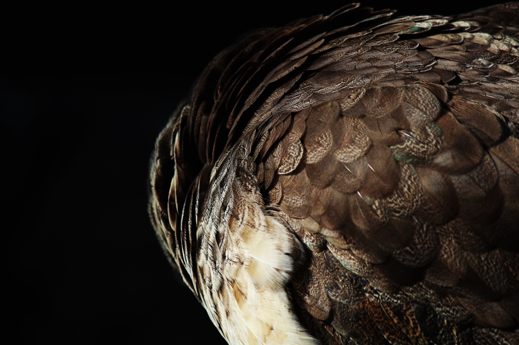 Wing