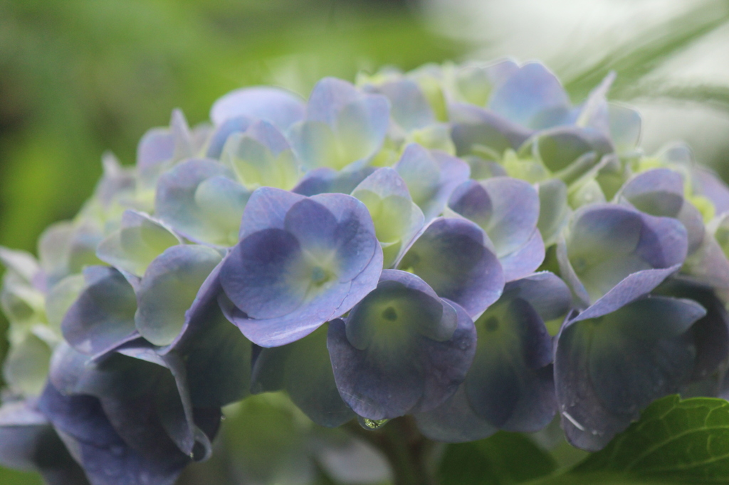 雨の中の紫陽花（紫黄）
