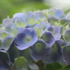 雨の中の紫陽花（紫黄）