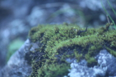 逆立つ毛