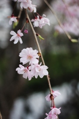 春の美