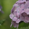 雨の中の紫陽花（紫）２
