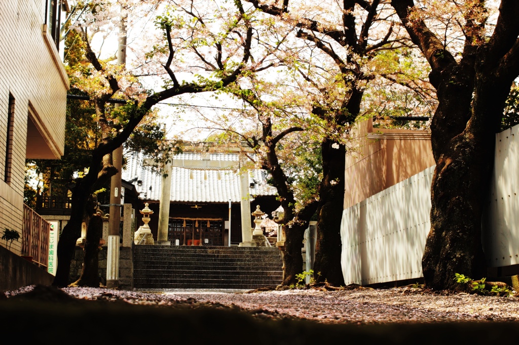 桜道