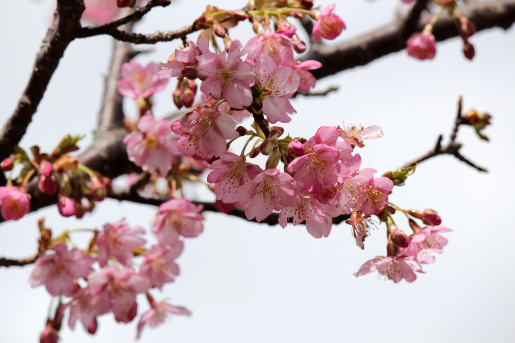 河津桜