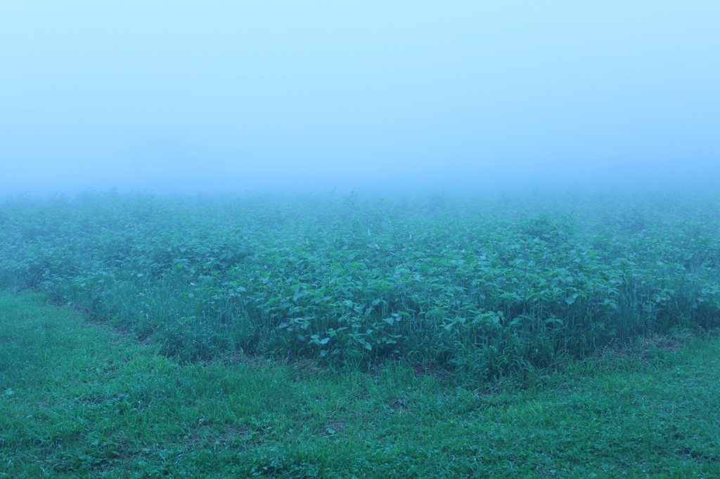 Green Fog