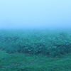 Green Fog