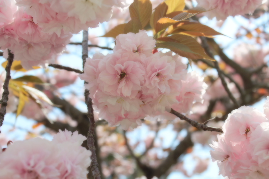 お花
