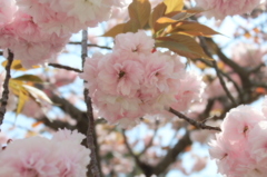 お花
