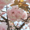お花