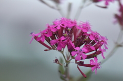 花１