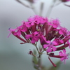 花１