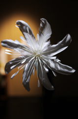 花　feather flower