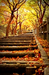 紅葉道