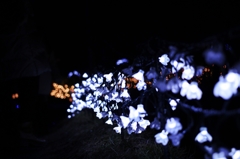 Bluelight Flower