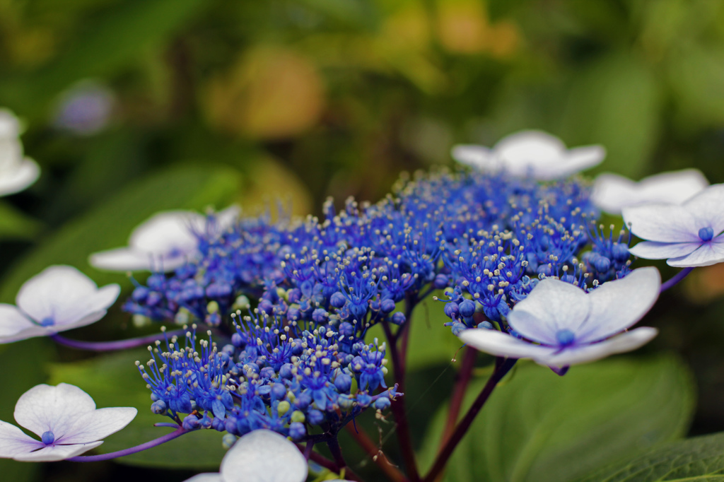 紫陽花