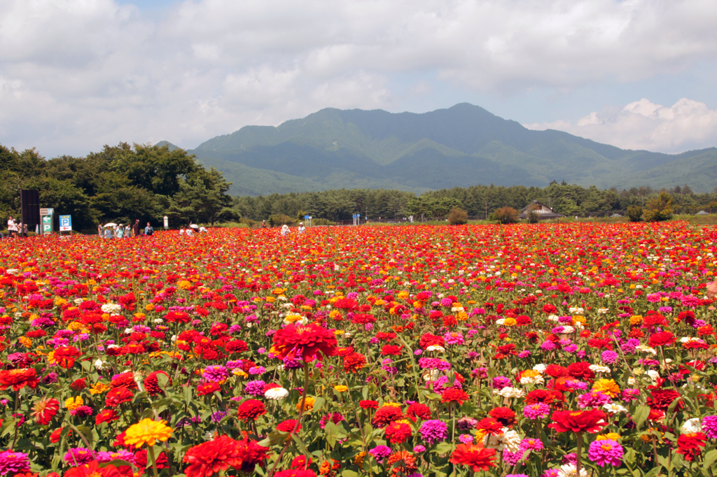 花の都