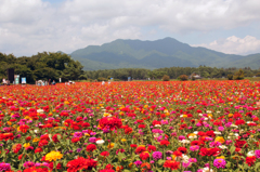 花の都