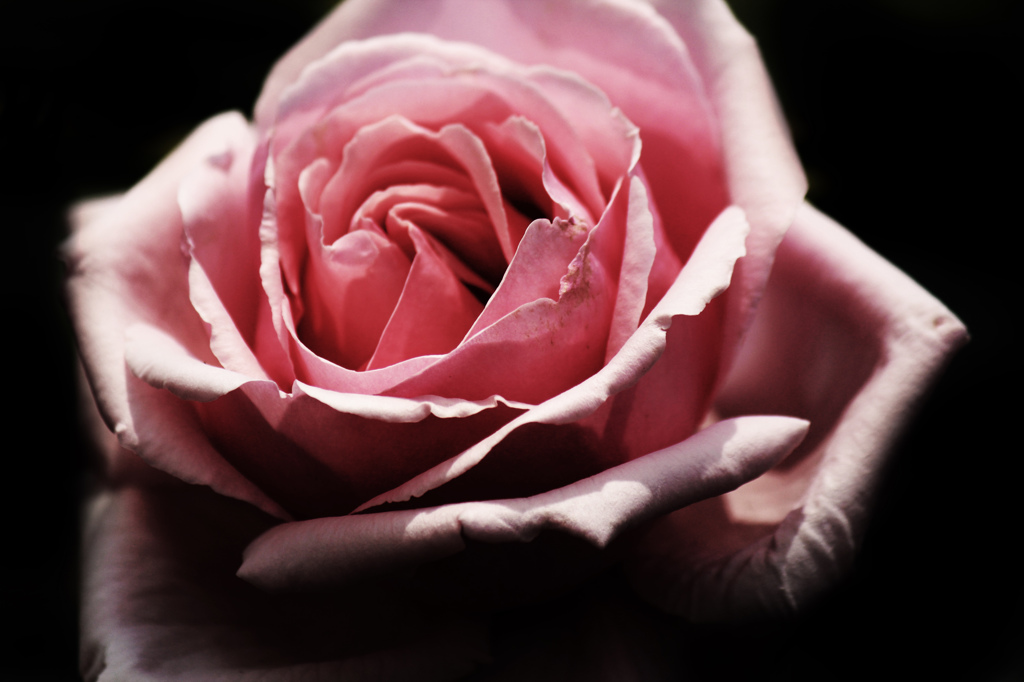 rose