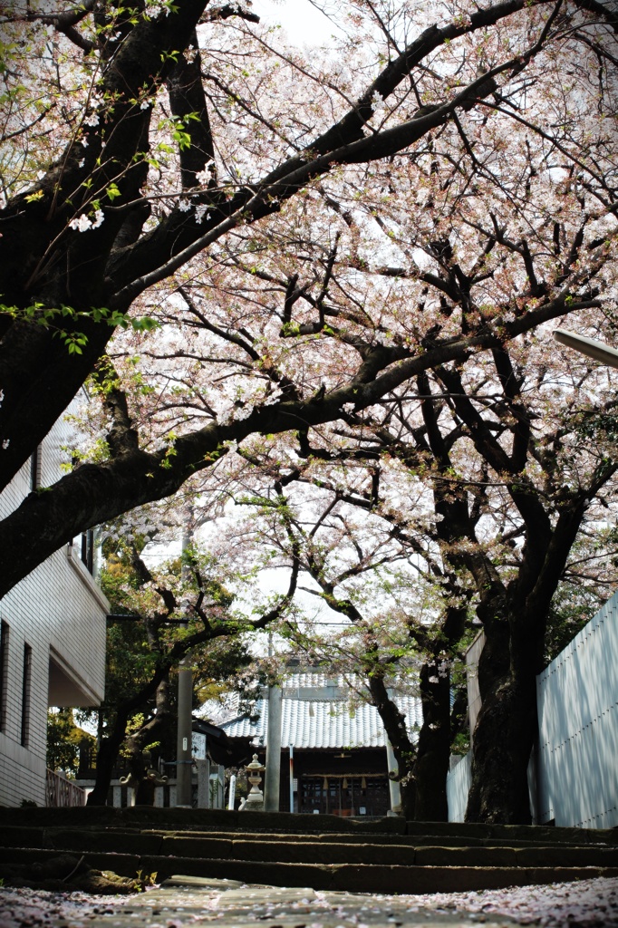 桜道