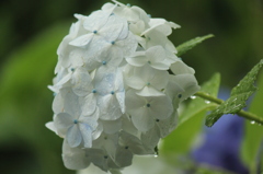 雨の中の紫陽花（白）