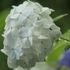 雨の中の紫陽花（白）