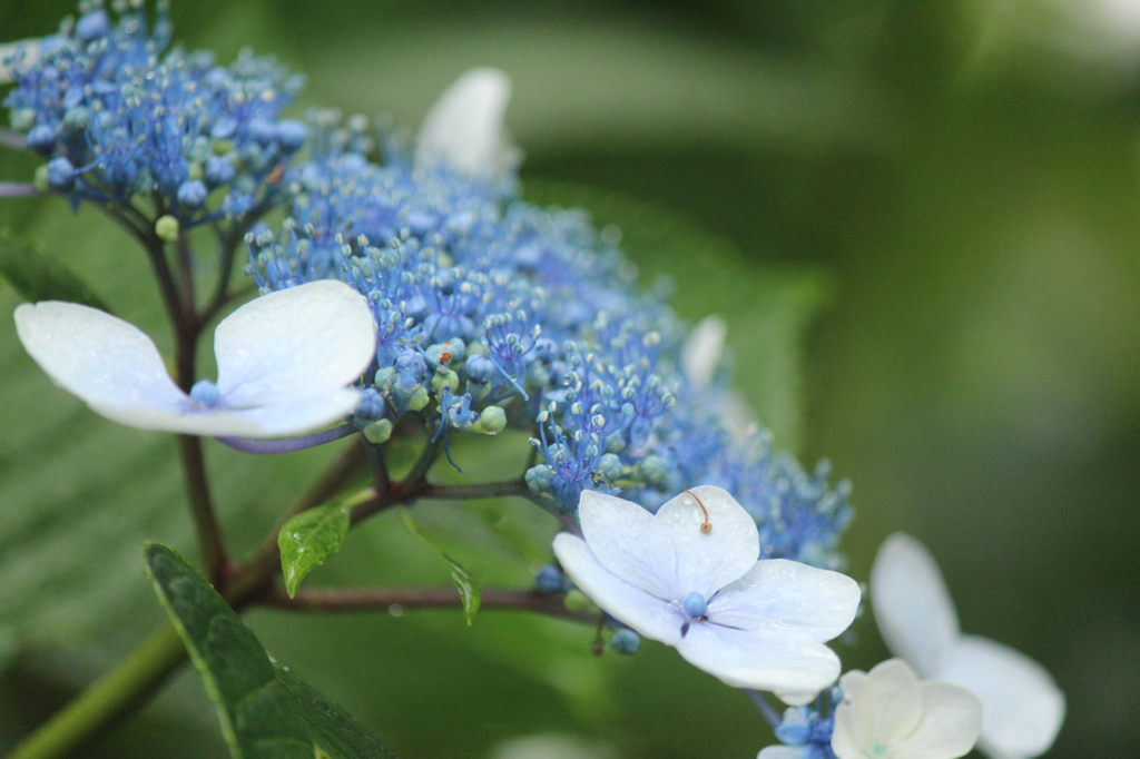 雨の中の紫陽花（水白）