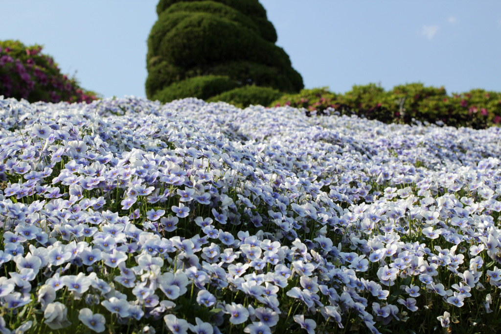 お花畑