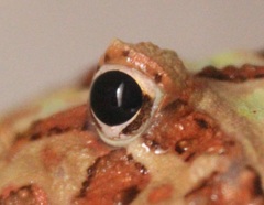 Eye (Frog)