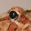 Eye (Frog)