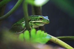 アメリカアマガエル