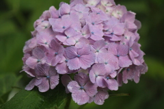 雨の中の紫陽花（紫）