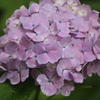 雨の中の紫陽花（紫）