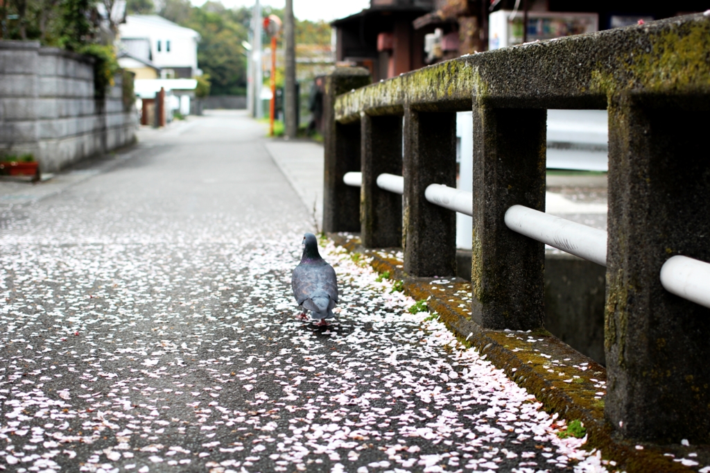 お花見