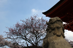 今日もお寺を守るんだ