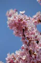 sakura saku