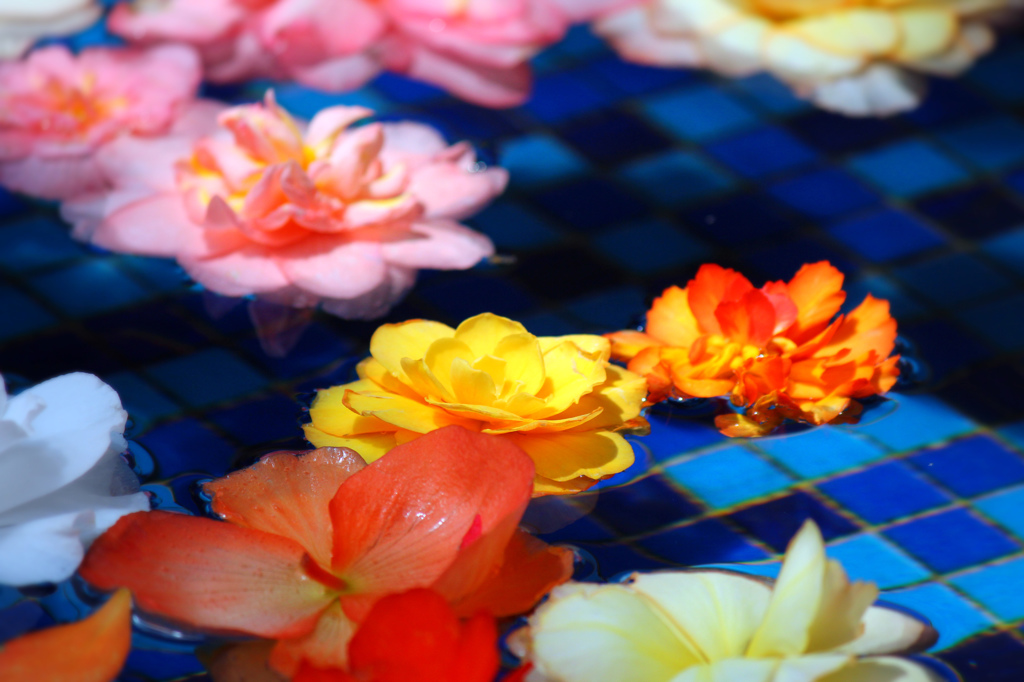 Flower Garden