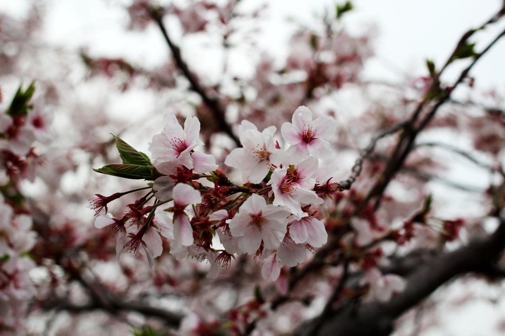 桜