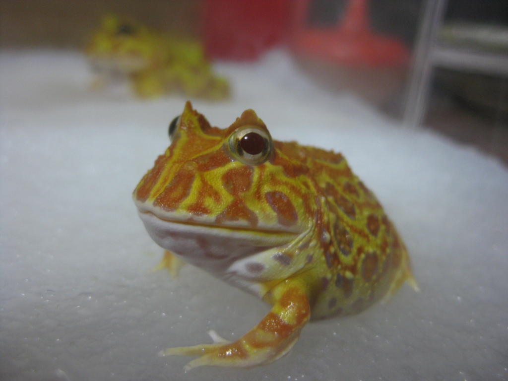ツノガエル
