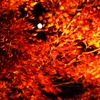 autumn foliage