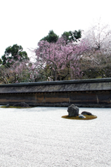 石庭と桜と